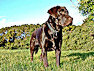 Brown Labrador 7