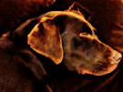 Brown Labrador Dog 8