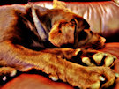 Brown Labrador Dog 9
