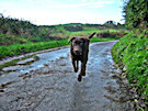Brown Labrador On An Irish Country Lane In Autumn