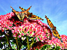 Butterflies (On Sedum Flower)