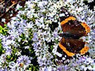 Butterfly (Black Orange And White)