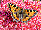 Butterfly 12(Black Orange And White)