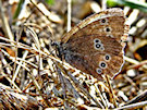 Butterfly 2 (Brown And White)