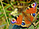 Butterfly 3 (Orange, Brown And Purple)