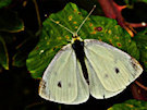 Butterfly 4 (White)