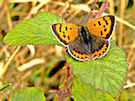 Butterfly 5 (Orange And Brown)