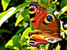 Butterfly 6 (Orange, Brown And Purple)