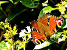 Butterfly 8 (Orange, Brown And Purple)