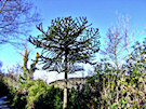 Castlewellan Forest Park 5