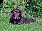 Chocolate Lab 10 In Green Grass