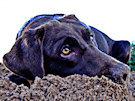 Chocolate Lab 5 In The Sand
