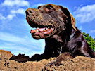 Chocolate Lab 6 In The Sand