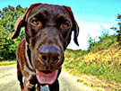 Chocolate Lab 8 (Close Up Of Labrador Face On a Sunny Day)