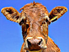 Cow 3 - In A Field In Northern Ireland