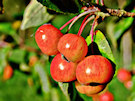 Crab Apples (Red And Yellow)