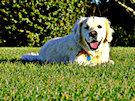 Golden Retriever Lying On The Grass Catching Some Rays