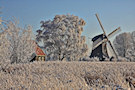 Winter In Holland 3