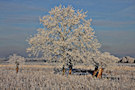 Winter In Holland 4
