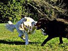 Labrador And Retriever Playing (It may look like fighting but they are only playing)