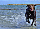 Brown Labrador Splashing Through The Sea