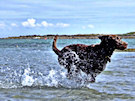 Brown Labrador Splashing Through The Sea 2