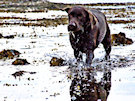 Brown Labrador Splashing Through The Sea 4 - Taken at ISO 800 On Fiuji S9500 In Low Light Conditions