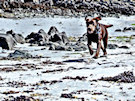Brown Labrador Dog On The Beach