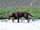 Brown Labrador On The Beach 3
