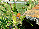 Ladybug / Ladybird 12