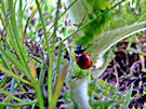 Ladybird / Ladybug 5