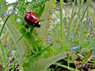 Ladybird / Ladybug 6