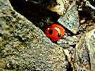 Ladybird / Ladybug 7