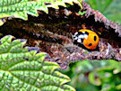 Lady Bird / Lady Bug 8