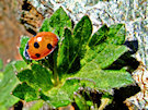 Ladybug / Ladybird 9