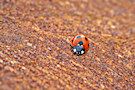 Ladybug / Ladybird 14