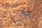 Ladybug / Ladybird 15