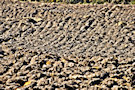 Ploughed Field 5