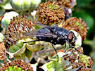 The Fly (Probably A Common House Fly?)