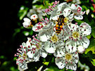 Wasp Like Insect - not a wasp but it looks like one.- on a hawthorn flower