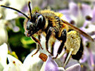 Worker Bee - NOT a Wasp and NOT a Drone Bee as it was previously labelled..
