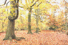 Autumn Forest 3