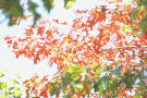 Autumn Leaves 2