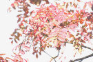 Autumn Leaves 6