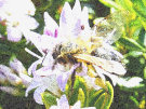 Bee 5 (Honey Bee)