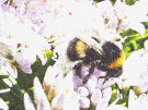 Bee 6 (On a hebe flower)
