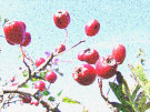 Berries 4