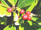 Berries 6