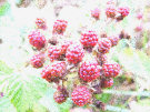 Blackberries (Red as they are not ripe yet)