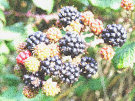 Blackberries In Varying Stages Of Ripeness